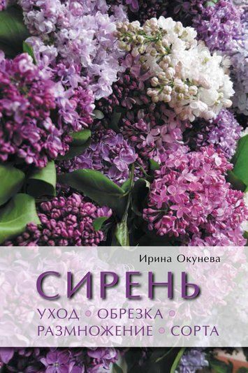 Бузок. Догляд, обрізка, розмноження, сорти